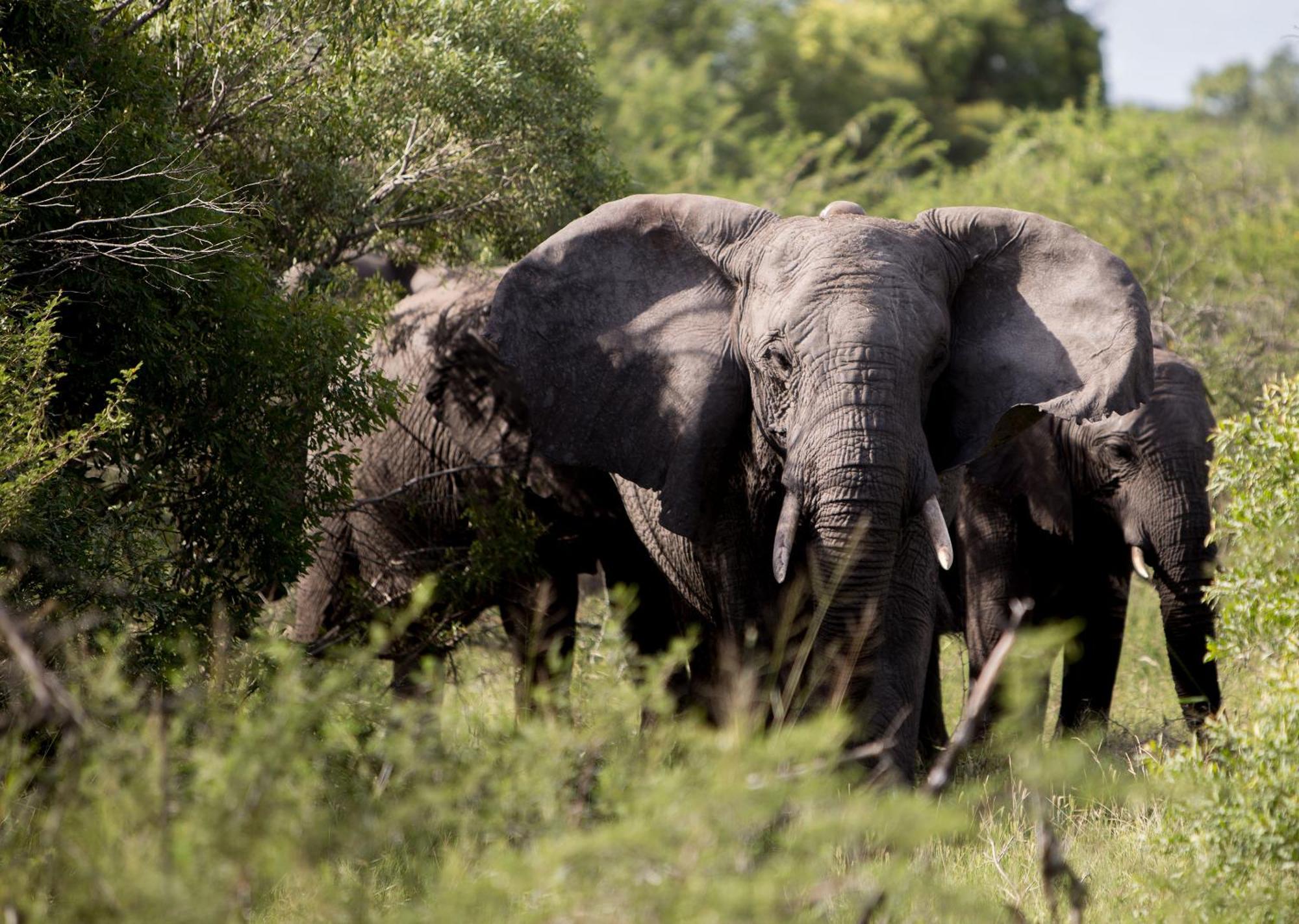 Royal Thonga Safari Lodge by Dream Resorts Sihangwane Bagian luar foto