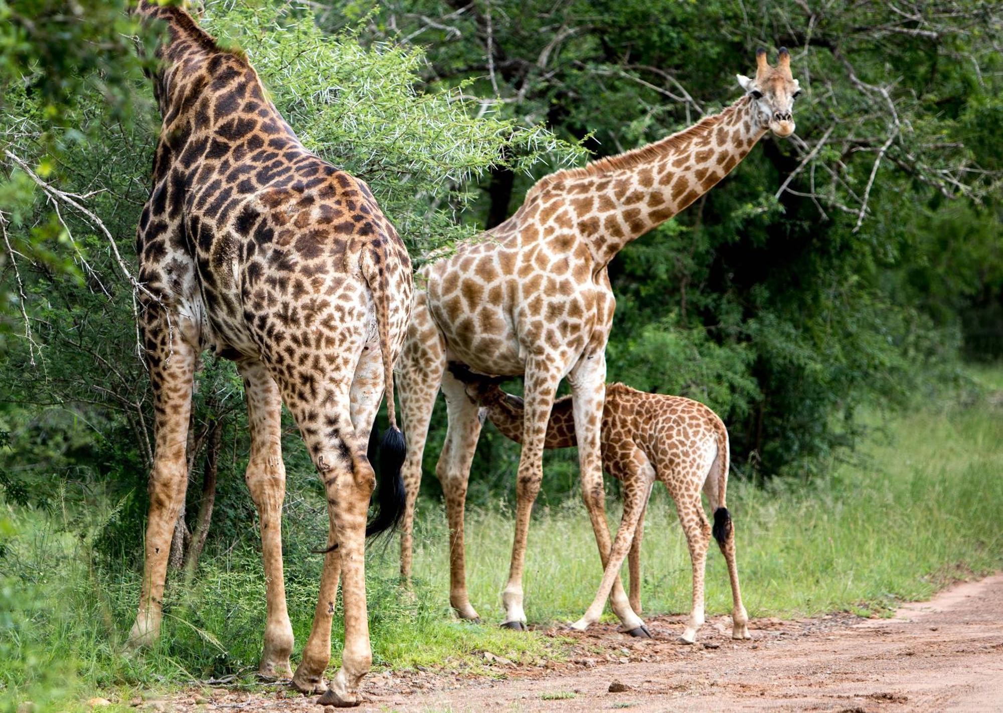 Royal Thonga Safari Lodge by Dream Resorts Sihangwane Bagian luar foto