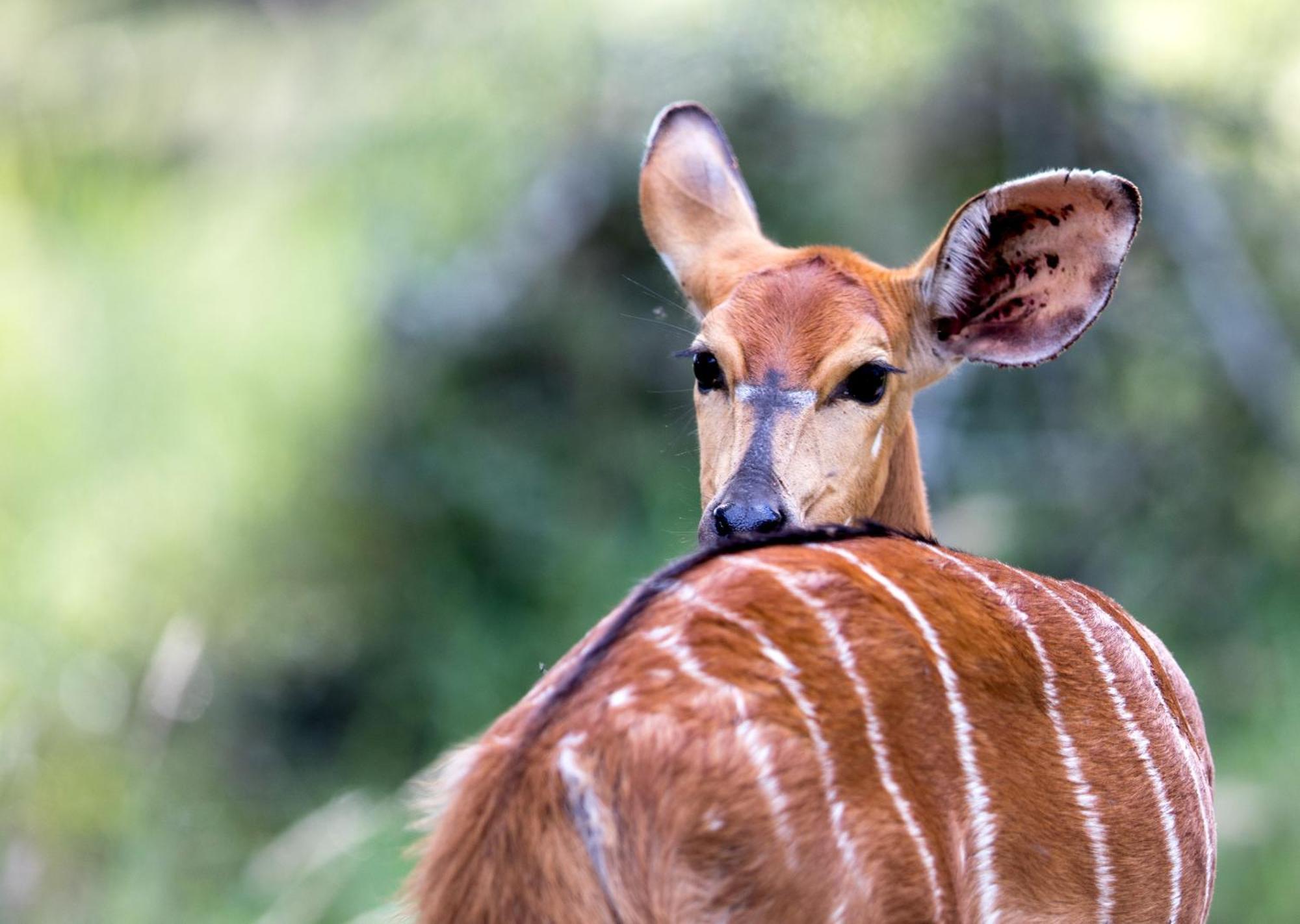 Royal Thonga Safari Lodge by Dream Resorts Sihangwane Bagian luar foto