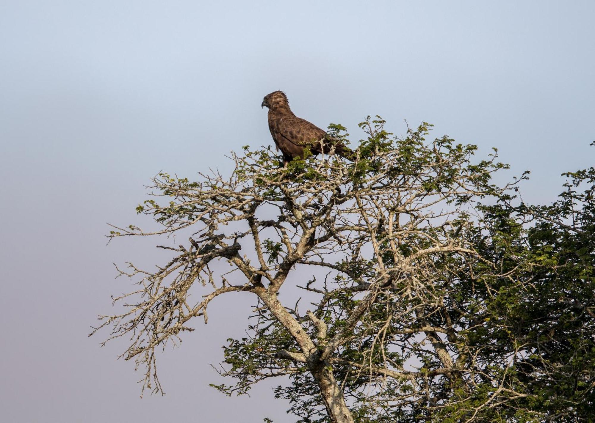 Royal Thonga Safari Lodge by Dream Resorts Sihangwane Bagian luar foto