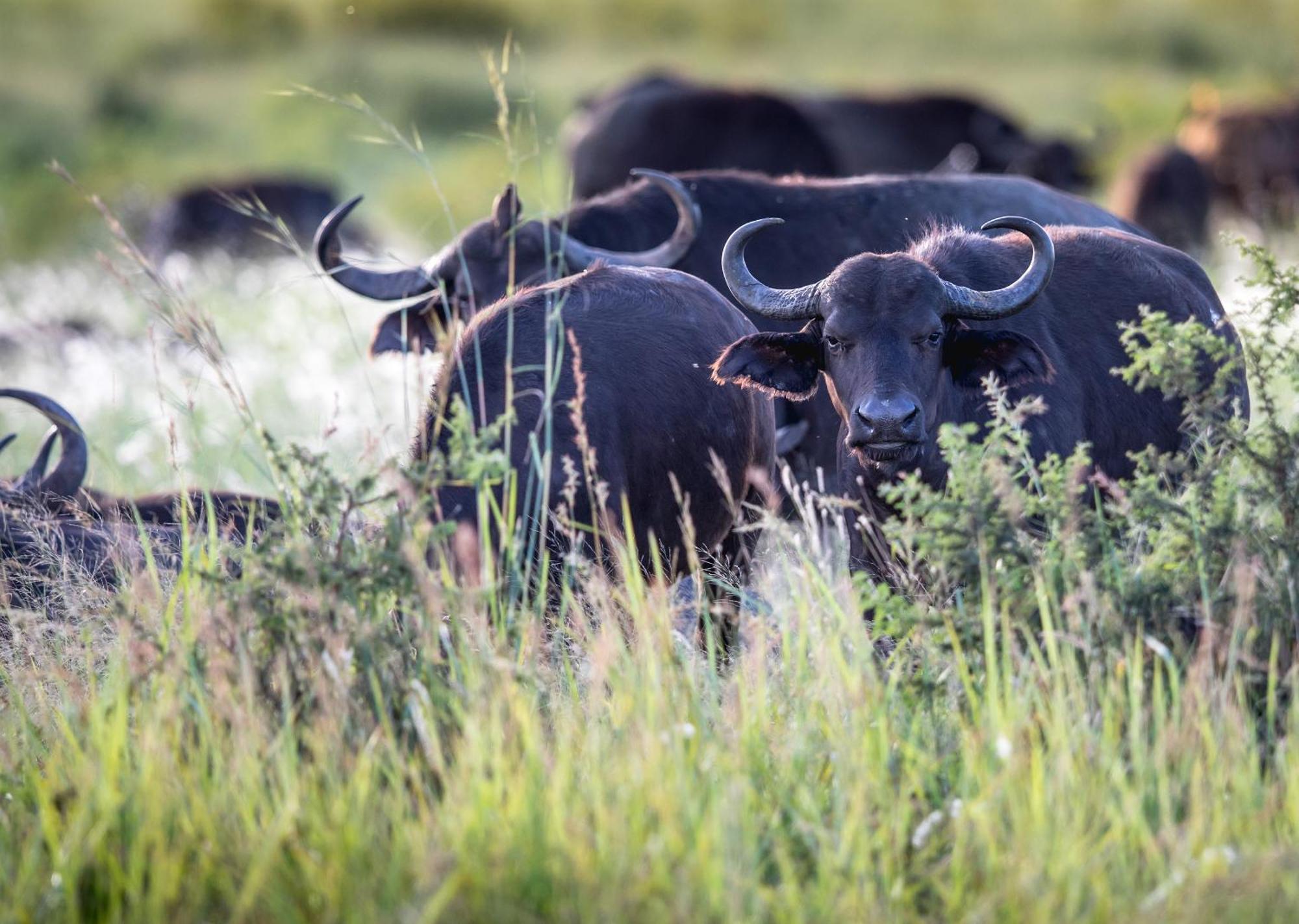 Royal Thonga Safari Lodge by Dream Resorts Sihangwane Bagian luar foto