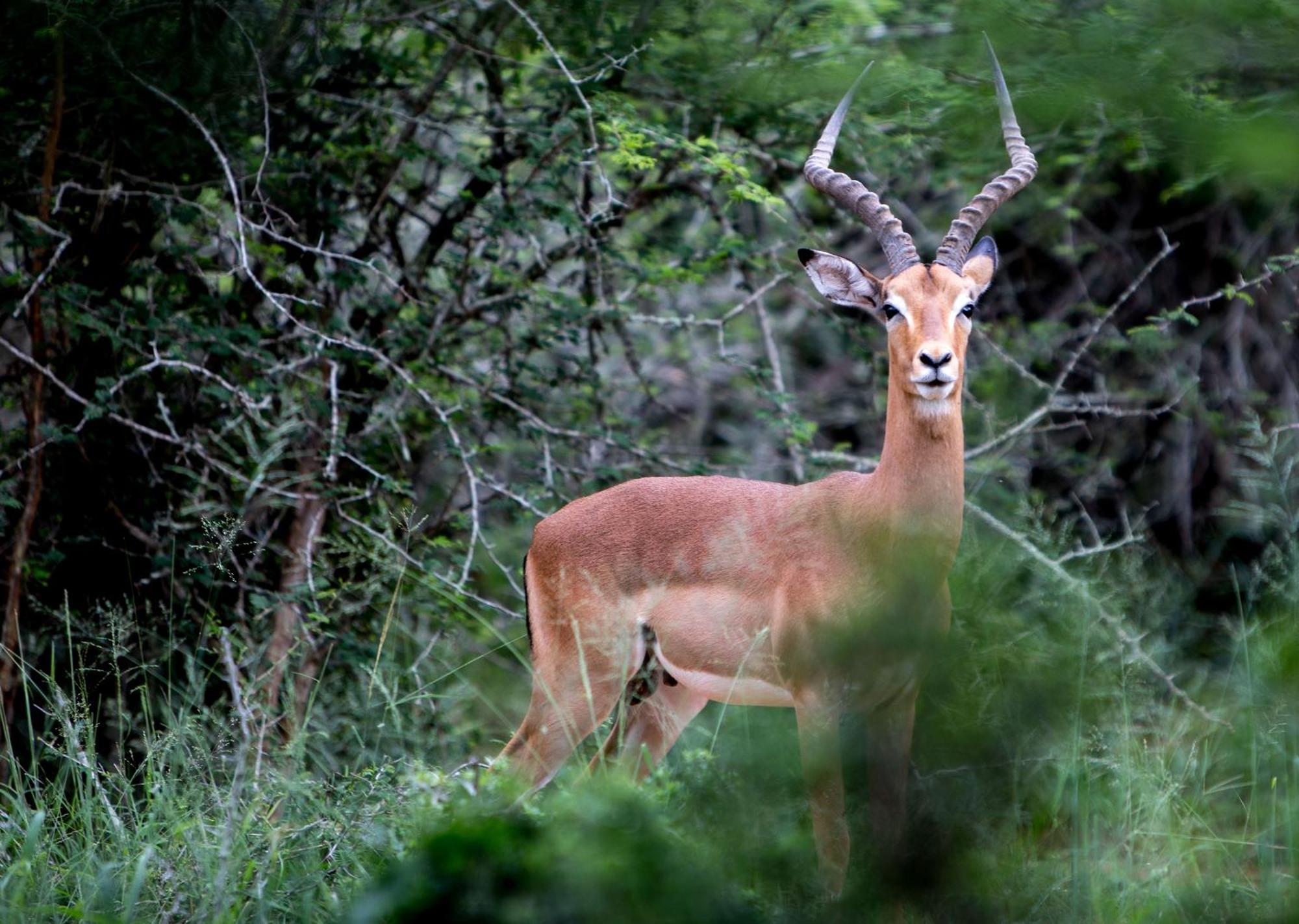 Royal Thonga Safari Lodge by Dream Resorts Sihangwane Bagian luar foto