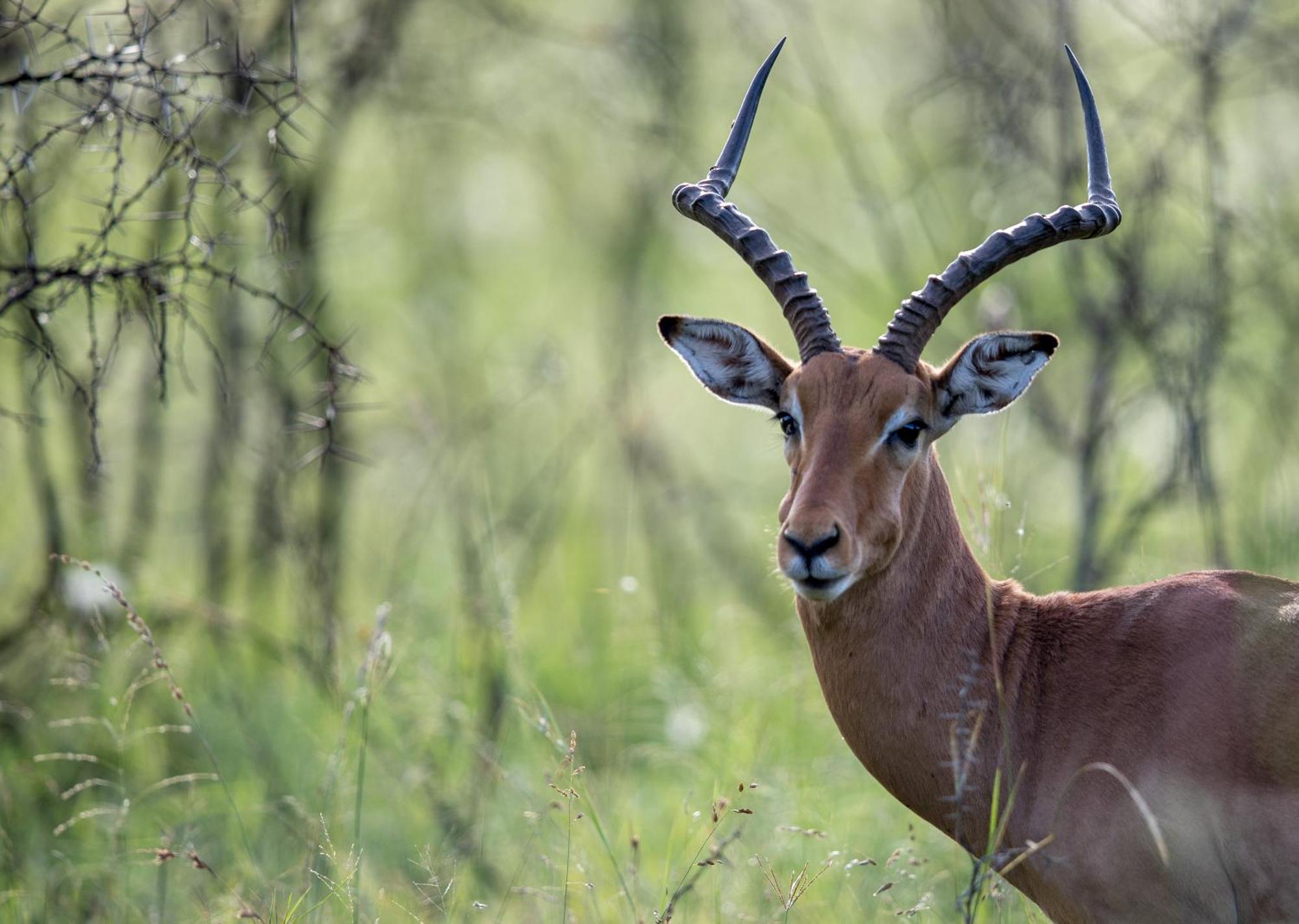 Royal Thonga Safari Lodge by Dream Resorts Sihangwane Bagian luar foto