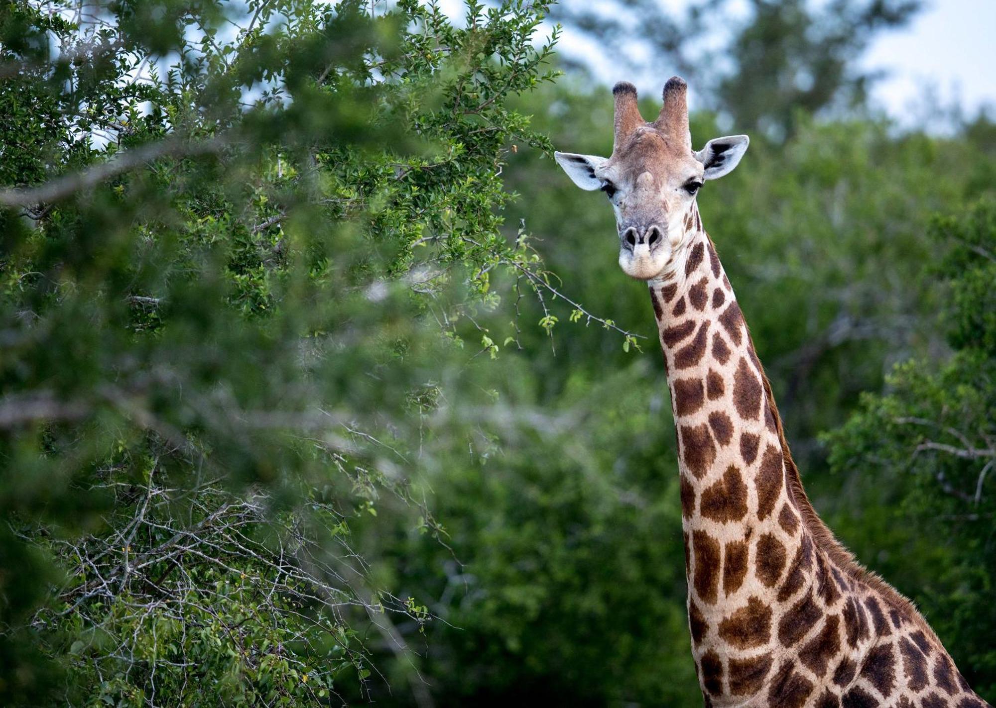 Royal Thonga Safari Lodge by Dream Resorts Sihangwane Bagian luar foto