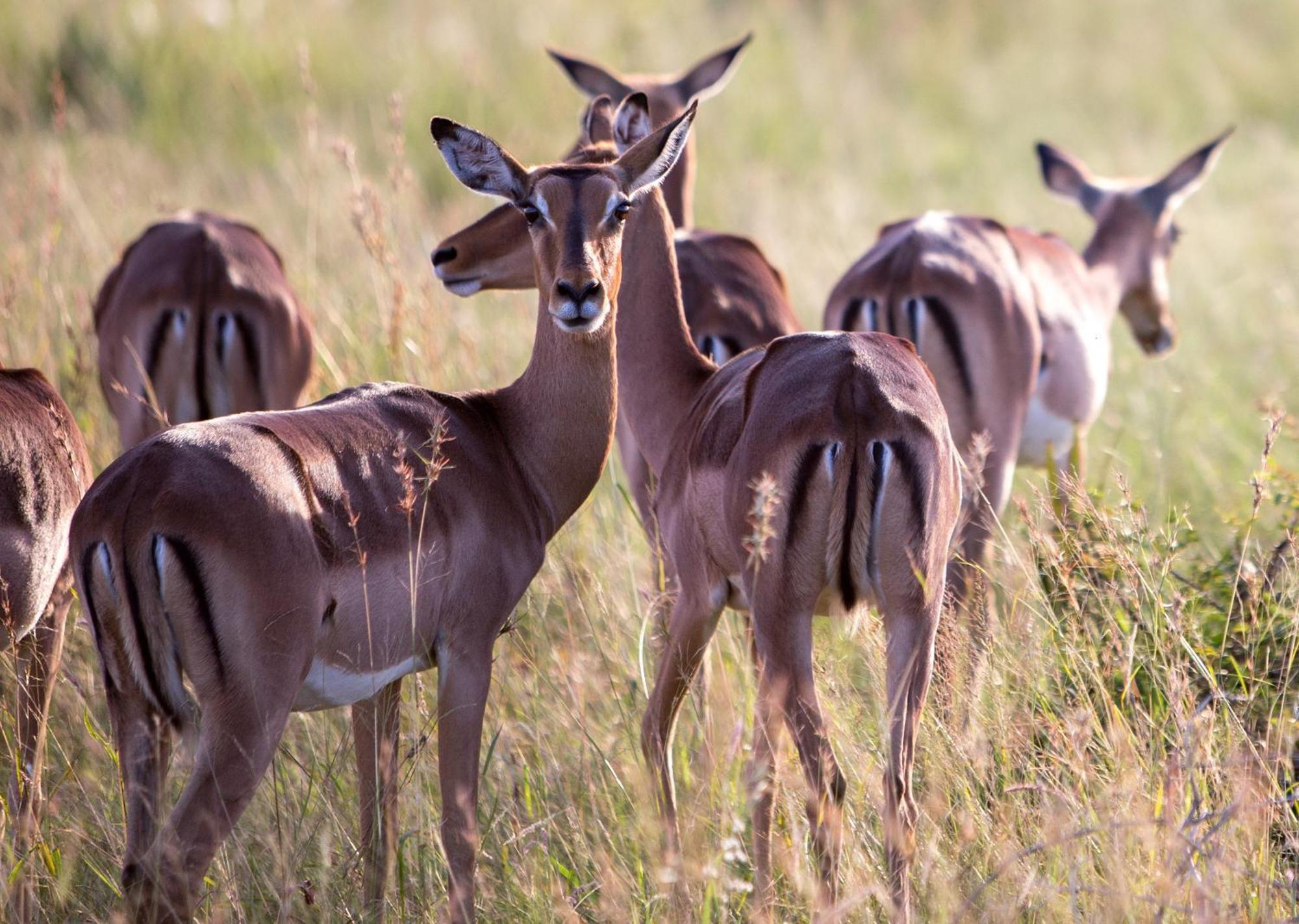 Royal Thonga Safari Lodge by Dream Resorts Sihangwane Bagian luar foto