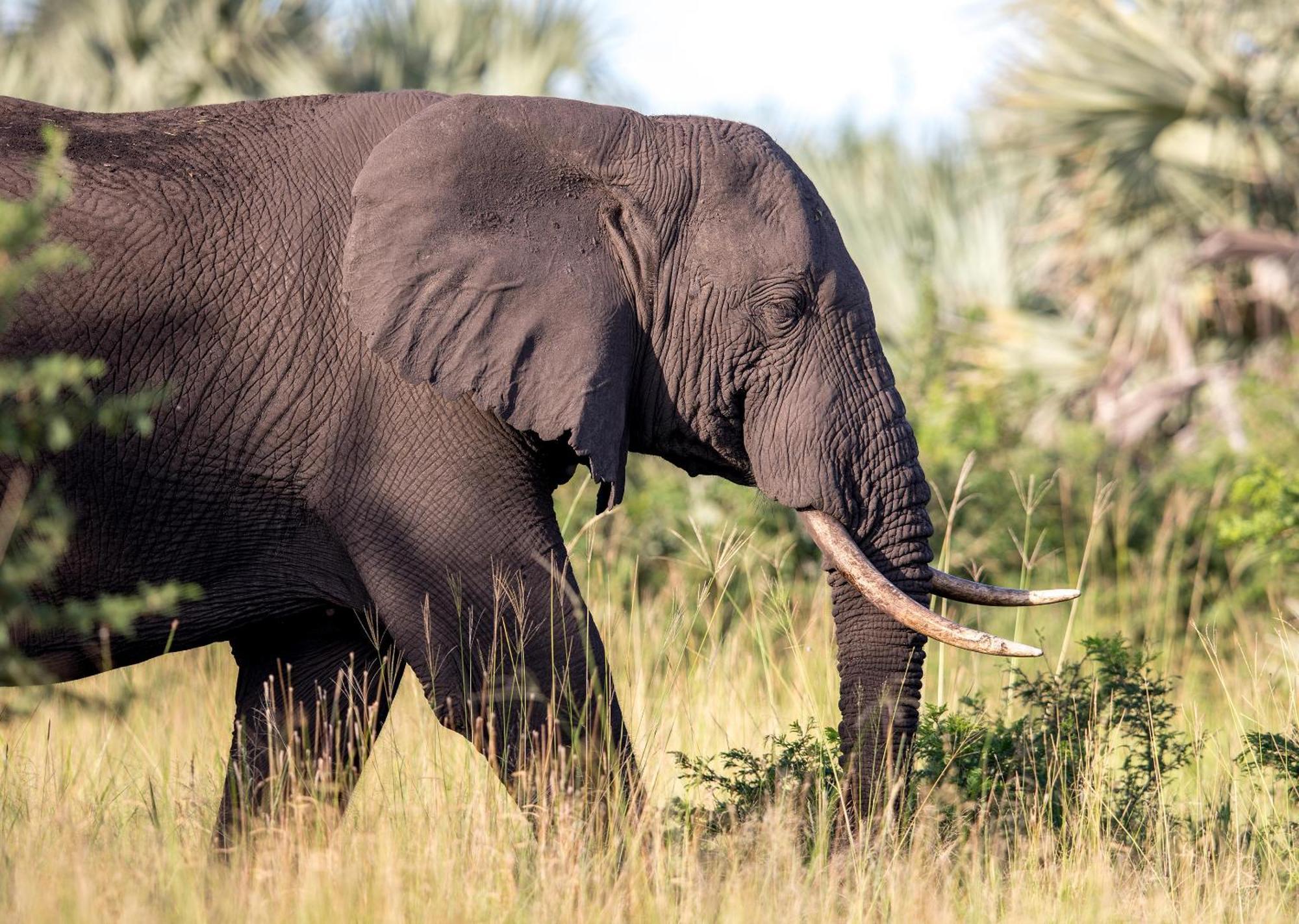 Royal Thonga Safari Lodge by Dream Resorts Sihangwane Bagian luar foto
