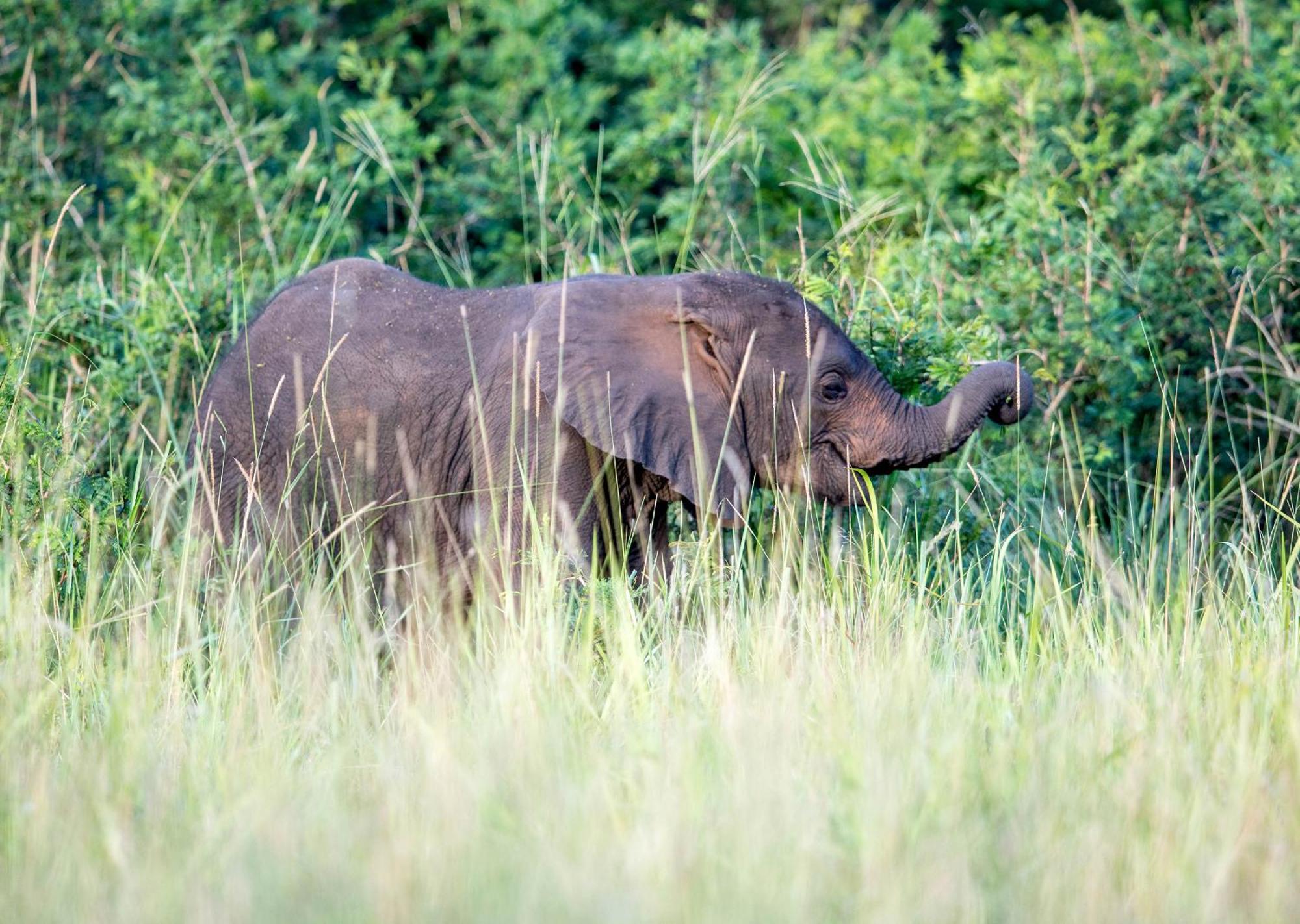 Royal Thonga Safari Lodge by Dream Resorts Sihangwane Bagian luar foto